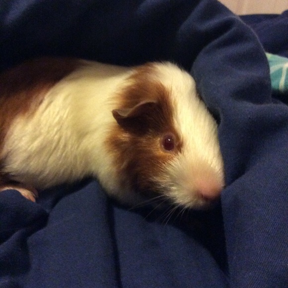 Meet your Posher, Maddie