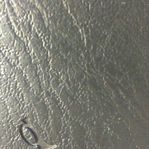 Meet your Posher, Gidget