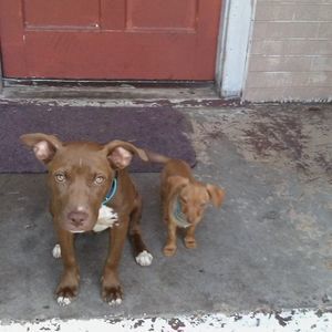 Meet your Posher, Henry