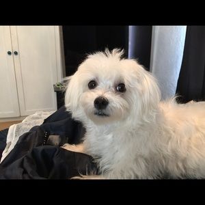 Meet your Posher, Elsa