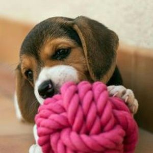 Meet your Posher, Diana