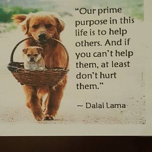 Meet your Posher, Josie