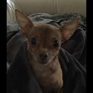 Meet your Posher, Rachel