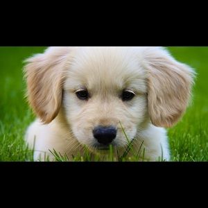 Meet your Posher, Hope