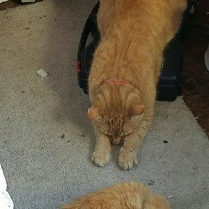 Meet your Posher, Christine chance