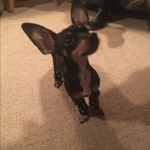 Meet your Posher, Taylor