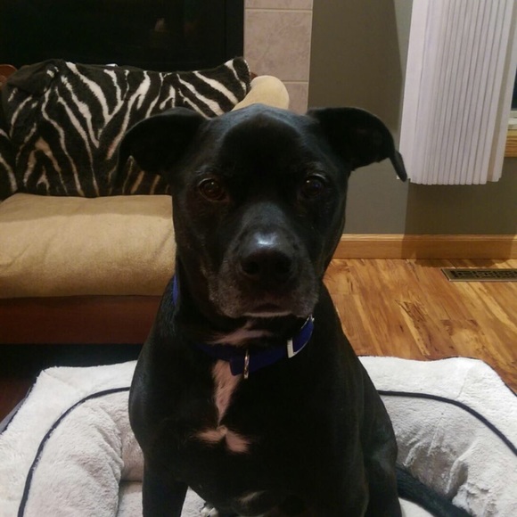 Meet your Posher, Amber - Picture 1 of 1