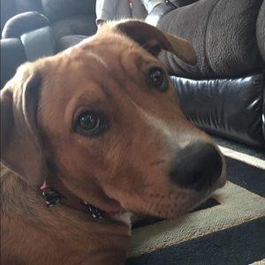 Meet your Posher, Pete