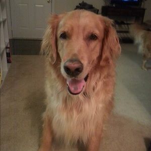 Meet your Posher, Bridgette