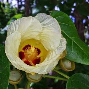 Meet your Posher, Mandi