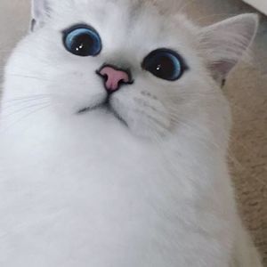 Meet your Posher, Virginia