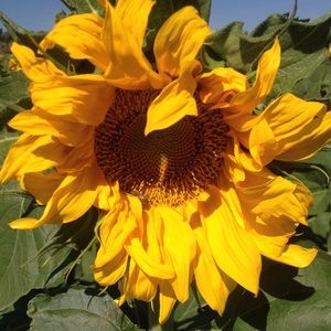 Meet your Posher, Erika