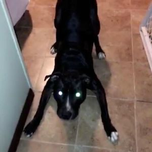 Meet your Posher, Danny