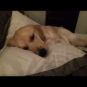 Meet your Posher, Susan