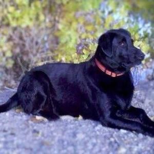 Meet your Posher, Roy