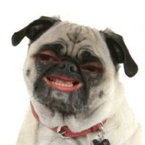 Meet your Posher, Margie