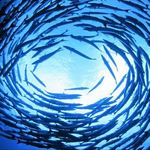 Meet your Posher, Aj