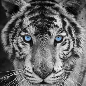 Meet your Posher, Jeffery