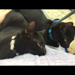 Meet your Posher, Bailey