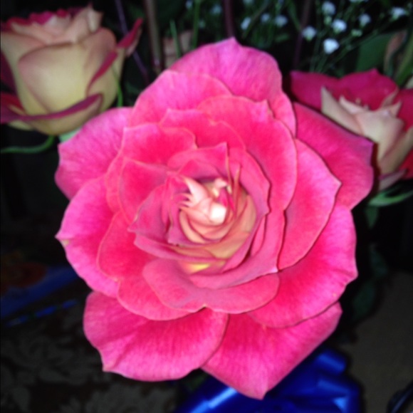 Meet your Posher, Glori - Picture 1 of 1