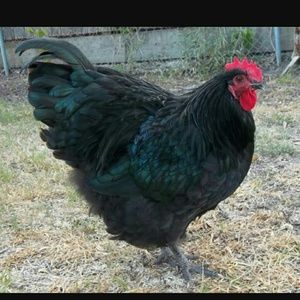 Meet your Posher, Kyree