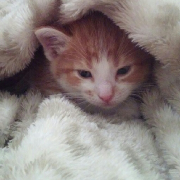 Meet your Posher, Rachel