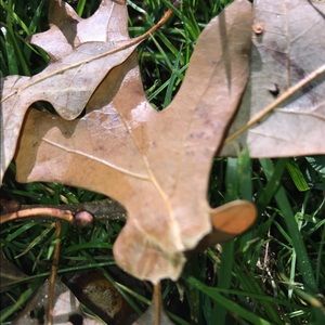 Meet your Posher, Lily