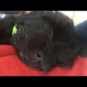 Meet your Posher, Cynthia