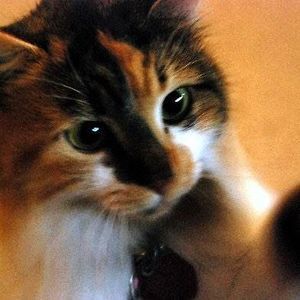 Meet your Posher, Riley