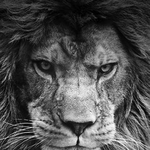 Meet your Posher, Wanda