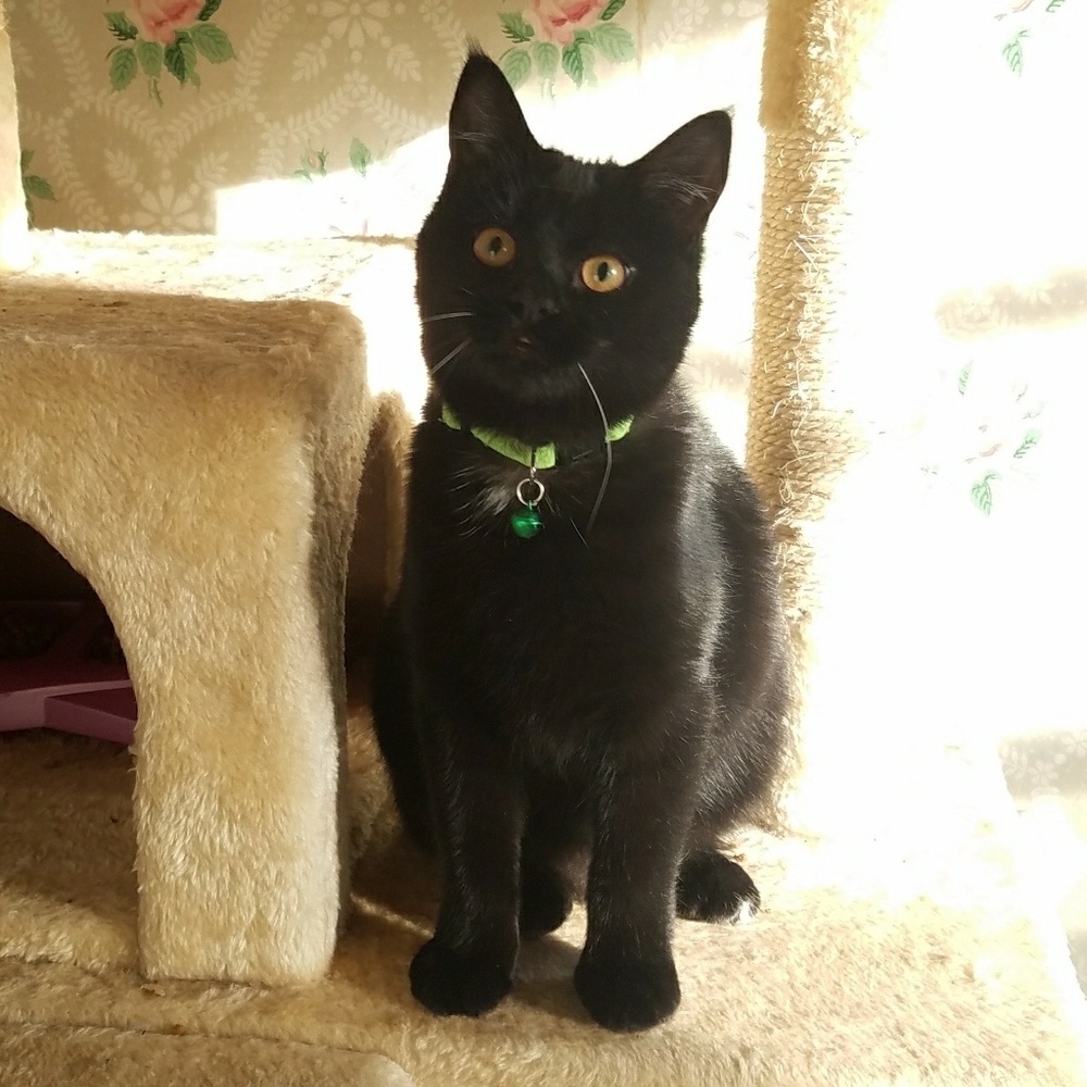 Meet your Posher, Piper