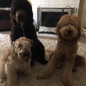 Meet your Posher, Jodi