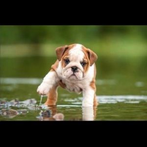 Meet your Posher, Blanche