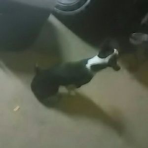 Meet your Posher, Joe