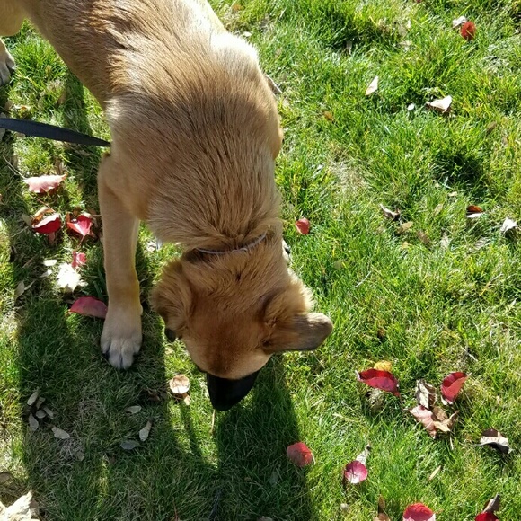 Meet your Posher, Samantha