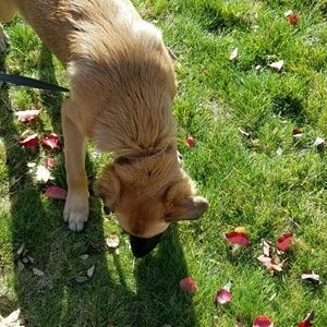 Meet your Posher, Samantha