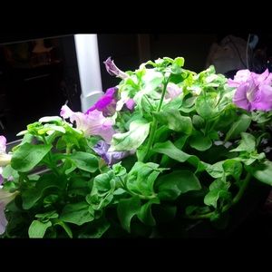 Meet your Posher, Diana