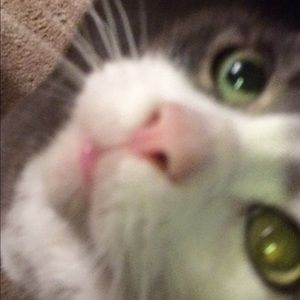 Meet your Posher, Paige