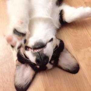 Meet your Posher, Chang