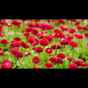 Meet your Posher, Anne