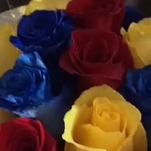 Meet your Posher, Shelly