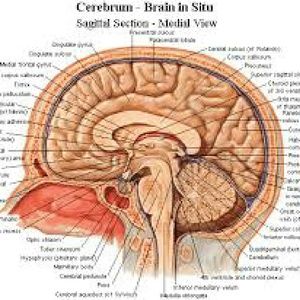 Meet your Posher, Nazia