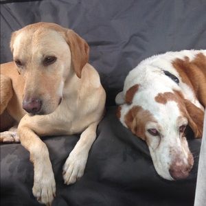 Meet your Posher, Lindsay