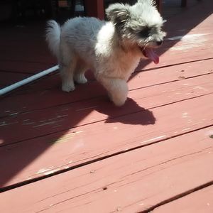 Meet your Posher, Tj