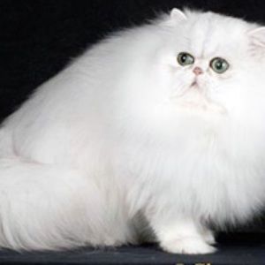 Meet your Posher, Danny