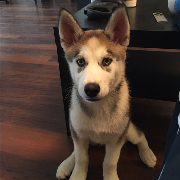 Meet your Posher, Yifan - Picture 1 of 1