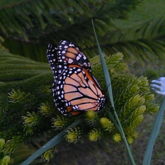 Meet your Posher, Daisyann - Picture 1 of 1