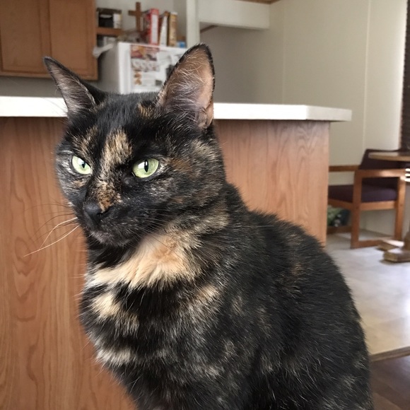 Meet your Posher, Roxanne - Picture 1 of 1