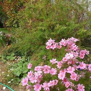 Meet your Posher, Lorean