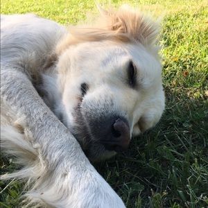 Meet your Posher, Dakota